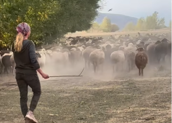 «Чабан ишке киришти». Валентина Шевченко кой айдап жаткандагы видеосун жарыялады