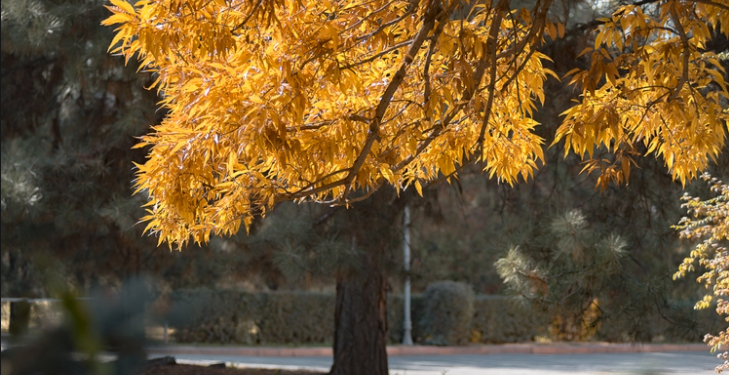 Эртең, 12-октябрга карата өлкөдө күтүлгөн аба ырайы