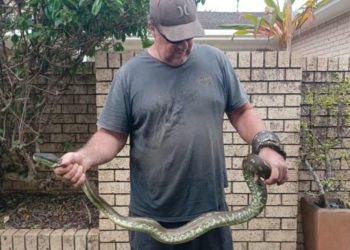 Австралияда беш жашар баланы питон бассейндин түбүнө сүйрөп кеткен. Бала куткарылды, жылан коё берилди