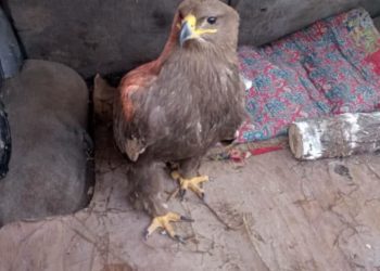 Ысык-Көлдө бүркүттү сатып жаткан жеринен Чүйдүн тургуну кармалды