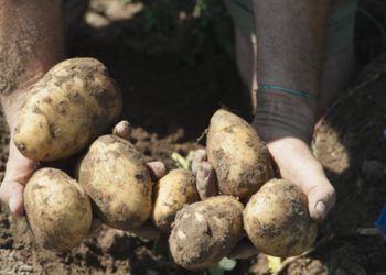 Депутат: «Дыйкандар жазында картошканын үрөнүн 70-100 сомдон алышкан, азыр 8 сомдон сата албай жатышат»