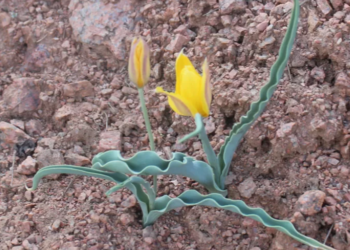 Кыргызстанда жоогазындын жаңы түрү аныкталып, коргоого алынды (сүрөт)