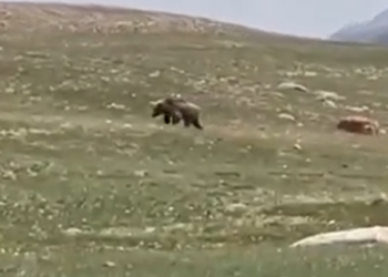 Нарында күрөң аюу жана илбирс камерага түшүп калган (видео)