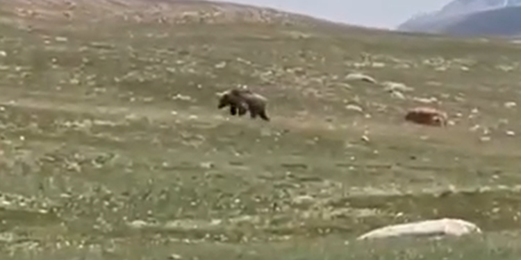 Нарында күрөң аюу жана илбирс камерага түшүп калган (видео)