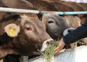 Баткенде кароосуз калган 6 баш уй Тажикстанга өтүп кеткен