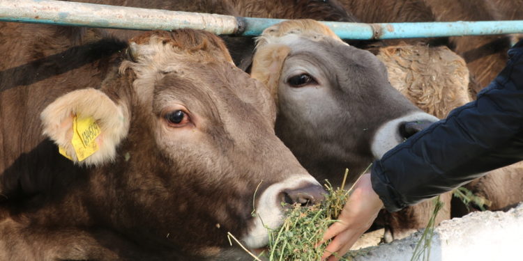 Баткенде кароосуз калган 6 баш уй Тажикстанга өтүп кеткен