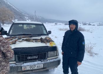 «Любойго» чала бер!» Чүй облусунда алты браконьер кармалды