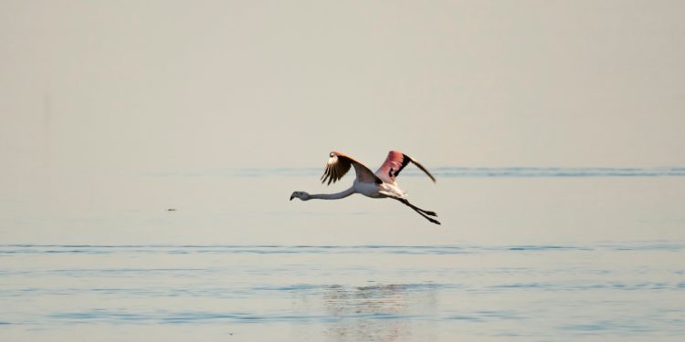 Ысык-Көлдө кыштаганы фламинголор учуп келишти