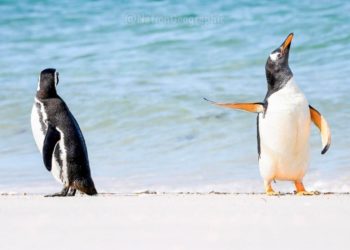 Жапайы жаратылыштын күлкүлүү сүрөттөрү сынагынын 2022-жылдагы жеңүүчүсү аныкталды