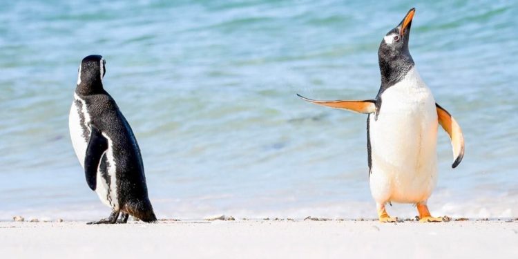 Жапайы жаратылыштын күлкүлүү сүрөттөрү сынагынын 2022-жылдагы жеңүүчүсү аныкталды