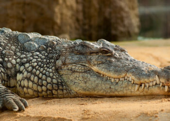 Жолдун ортосундагы крокодил Малайзиянын тургундарын коркутту (видео)