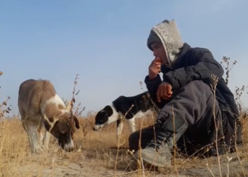 «Видео тартканга 1 күн, монтажга 1 саат кетет». ТикТокту «жарып» жаткан казакстандык койчу бала менен маек