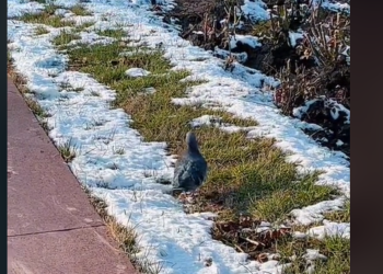 «Бишкектин көгүчкөндөрү эмнеге таза?» деген блогер көпчүлүктү таң калтырды
