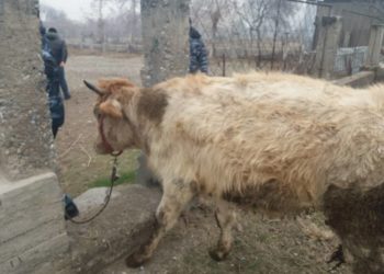 Лейлектен Тажикстанга уурдалып кеткен 8 бодо мал өз ээлерине кайтарылды