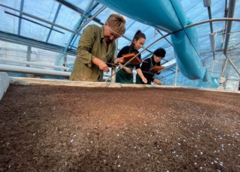 «Альвия, тагетес, цинния, георгин». Быйыл Бишкекте 1 миллиондон ашуун гүл отургузулат