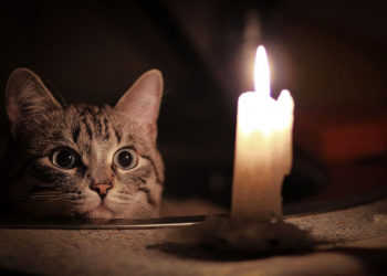 Депутат: «Өлкөдө жарык өчүп эле жатат. Жок дегенде график берип койгула да»