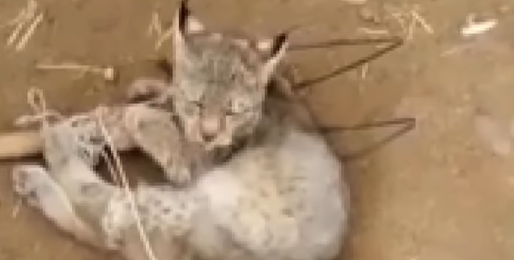 Нарында 20 тоокту өлтүргөн сүлөөсүн коё берилди