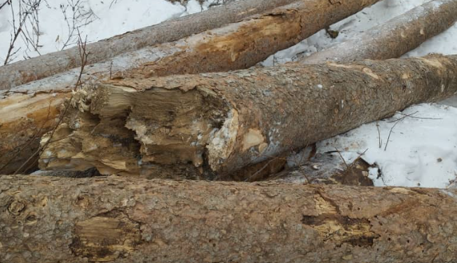 «Өзүбүздү өлтүрүп жатканыбызды сезели». Министрлик саякатчы-блогердин видеосунан кийин текшерүүнү баштады