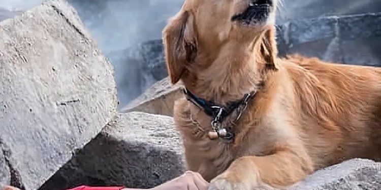 Түркиядагы жер титирөөдөн жабыркагандарга кандай жардам берсе болот? Элчиликтин тизмеси