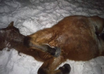 Казакстанда бир үйүр жылкы поезддин алдында калды