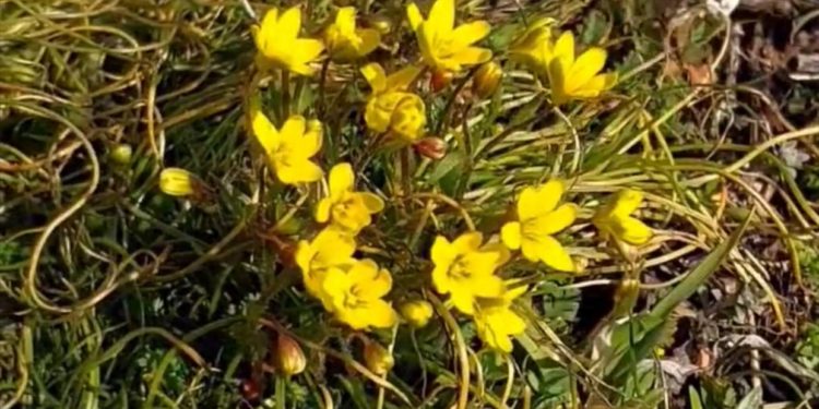 Ош шаарындагы Сулайман-Тоодо бажырайган байчечекей гүлдөдү (видео)