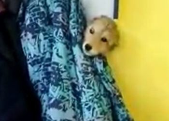 «Уулум күчүктү досуна сөз берип коюп, мектепке алып барган экен» дейт окуучунун апасы