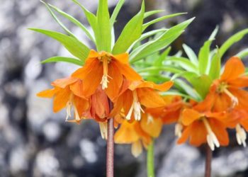 «Айгүл-Тоо» коругуна 3 жылга кирүүгө тыюу салынды