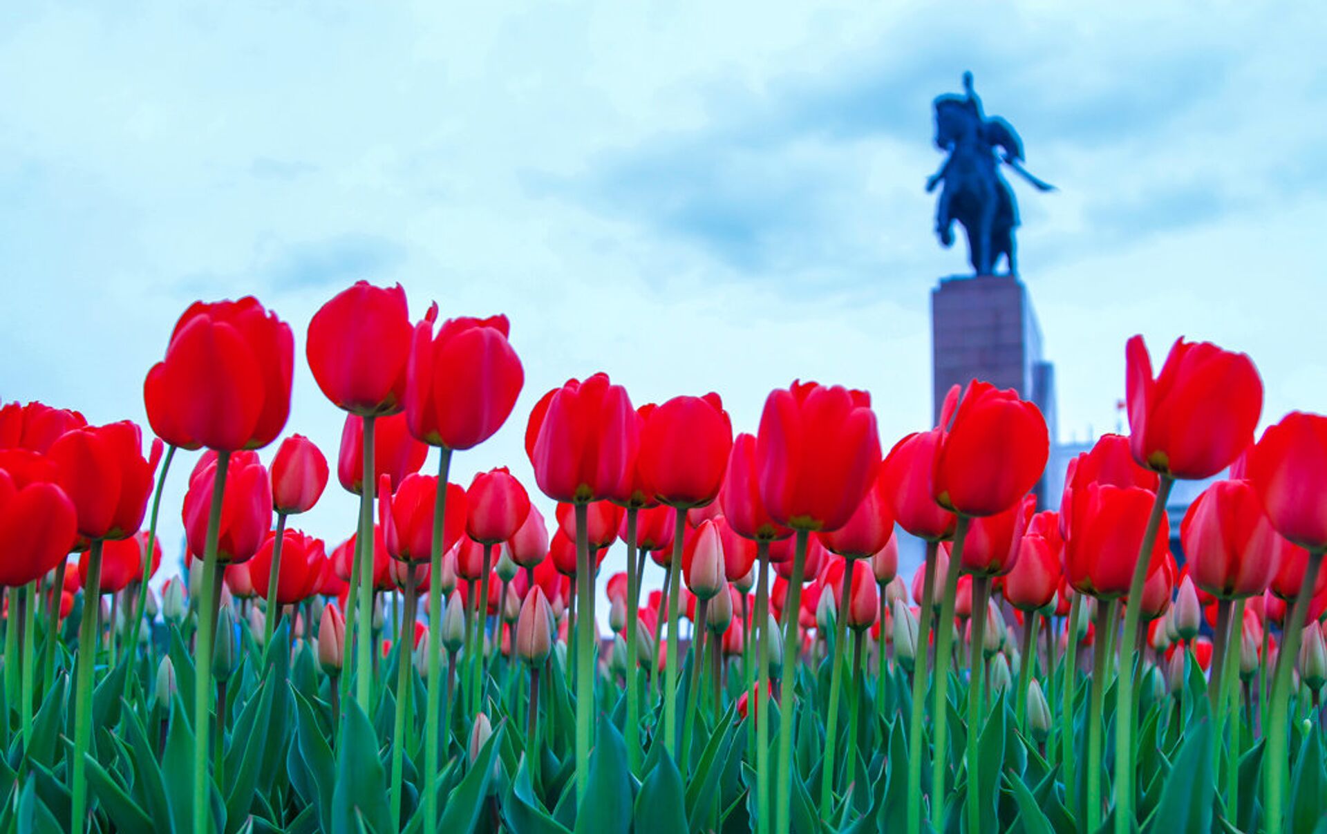 Тюльпаны нефтекамск. Тюльпаны Кыргызстана. Тянь-Шань тюльпаны. «Тюльпаны на Волге» Ереван. Красные тюльпаны.