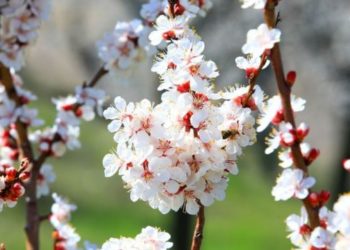 24-мартка карата өлкөдө күтүлгөн аба ырайы