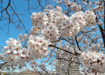 Токиодо быйыл сакура эрте гүлдөй баштады (сүрөт, видео)