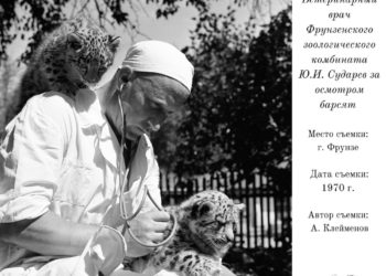 Кыргызстанда тартылган ак илбирстин сейрек кездешүүчү сүрөттөрү