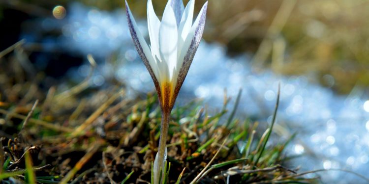 🌱 Жаздын жарчысы болгон байчечекей чыкты. Сүрөт топтому