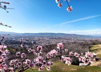 Керемет! Жалал-Абадда өрүк гүлдөдү (сүрөт)
