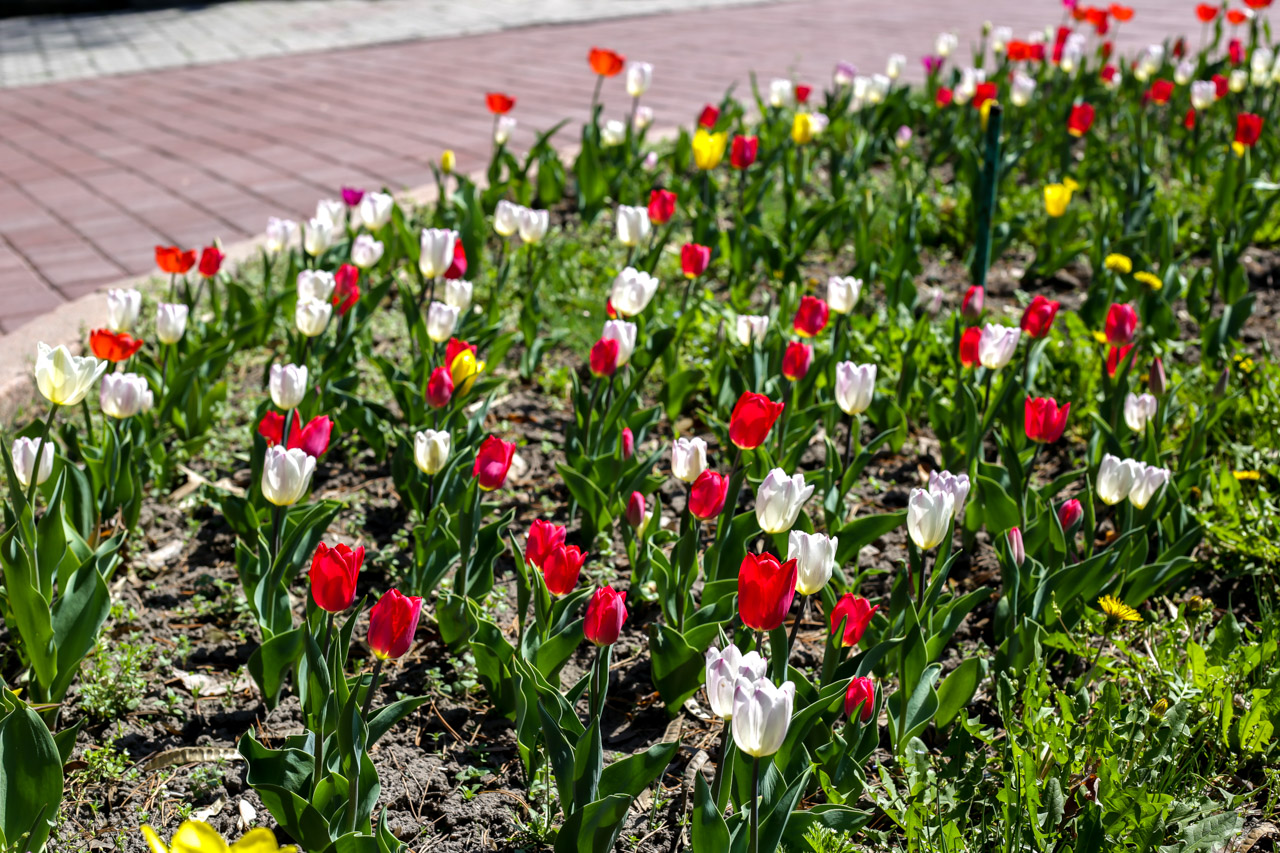 Песня в тихом парке расцвели тюльпаны. Клумба с тюльпанами. Тюльпаны на клумбе фото. Тюльпаны картинки. Бишкек тюльпаны.