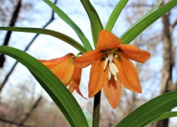 Бишкектеги Ботаникалык бакта Айгүл гүлү гүлдөдү (сүрөттөр)