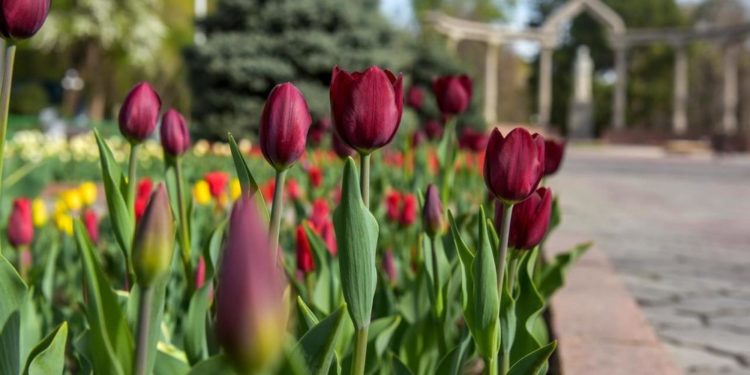 11-мартка карата өлкөдөгү аба ырайы