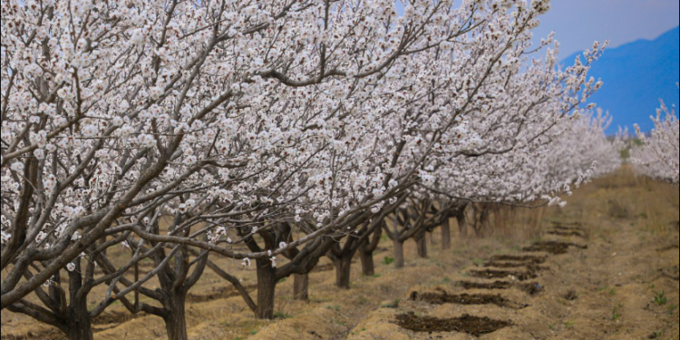 25-мартка карата өлкөдө күтүлгөн аба ырайы