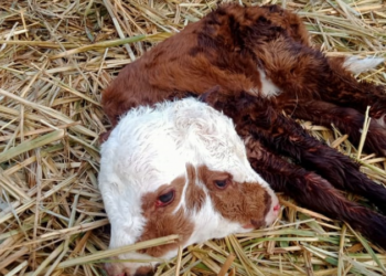 «Бир күн жатып өлдү». Казакстанда эки баштуу музоо туулду