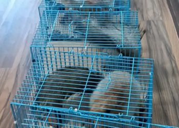 Кыргызстандан 13 тыйын чычканды алып чыгып бара жаткан Өзбек жараны кармалды (видео)