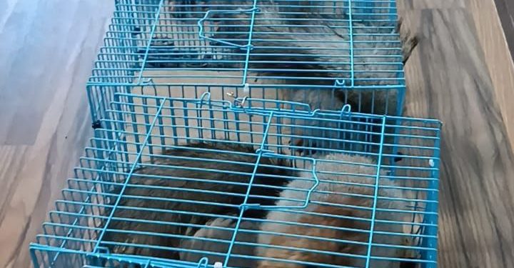 Кыргызстандан 13 тыйын чычканды алып чыгып бара жаткан Өзбек жараны кармалды (видео)