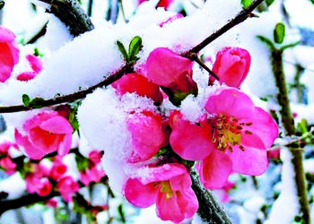 1-3-апрель күндөрү өлкөдө үшүк жүрөт