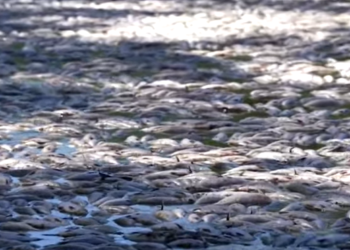 Австралияда дарыяга толо өлгөн балыктын үрөй учурган видеосу жарыяланды