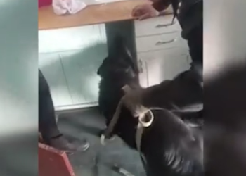 Бишкекте табылган өрүктүн кыямы Ысык-Көлдөгү нарко-лабораторияны жок кылууга жардам берген (видео)