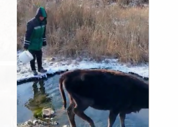 «Элдик кабарчы»: «Мал менен чогуу бир жерден суу ичебиз» дейт Тогуз-Тородогу Ак-Өргө конушунун тургуну