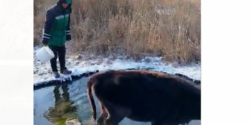 «Элдик кабарчы»: «Мал менен чогуу бир жерден суу ичебиз» дейт Тогуз-Тородогу Ак-Өргө конушунун тургуну