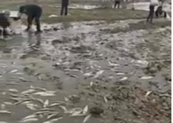 Аксыда балык өстүргөн жерде тосмо жарылып, балыктар жер жайнады (видео)