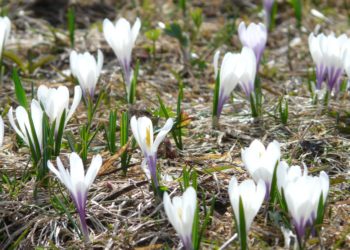 4-мартка карата өлкөдө күтүлгөн аба ырайы