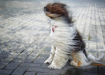 Шашылыш билдирүү! Бишкек менен Чүйдө катуу шамал болот