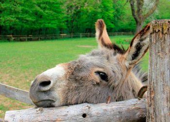 Сузакта унаага эшек жүктөп жаткан жарандын бири кармалды. Экинчиси качып кеткен