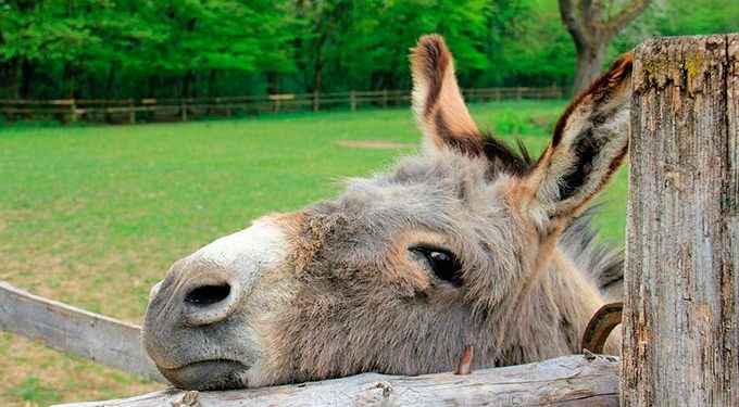 Сузакта унаага эшек жүктөп жаткан жарандын бири кармалды. Экинчиси качып кеткен